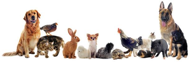 animaux