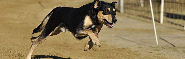 chien