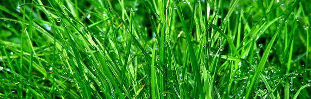 herbe