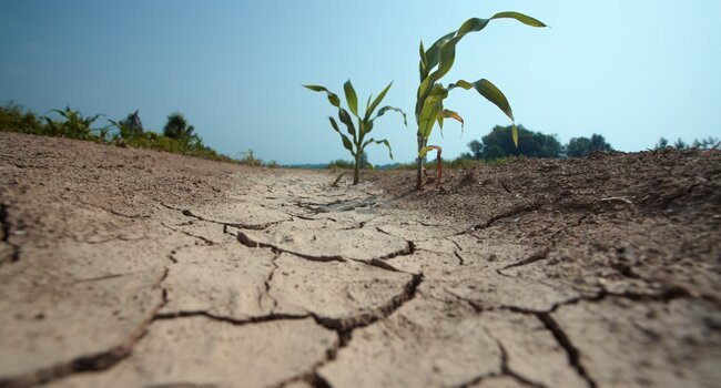 Sécheresse : La Grande-Terre placée en alerte
