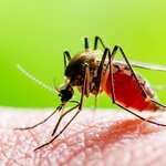 Épidémie de dengue, adoptons les bons gestes 