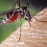 Prolifération de moustiques : un risque sanitaire en Guadeloupe