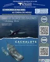 Cachalots ,une histoire de famille