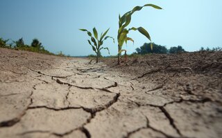 Sécheresse : La Grande-Terre placée en alerte
