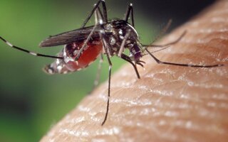 Prolifération de moustiques : un risque sanitaire en Guadeloupe