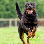 Détention de chiens dangereux