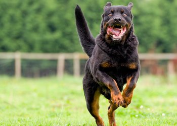 Détention de chiens dangereux