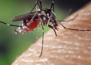 Prolifération de moustiques : un risque sanitaire en Guadeloupe