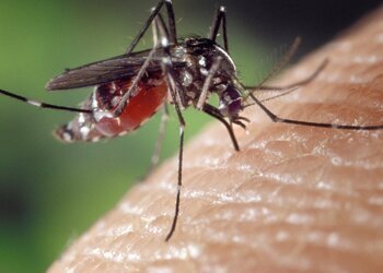 Prolifération de moustiques : un risque sanitaire en Guadeloupe