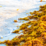 Risque d'échouage de sargasses : appel à la vigilance