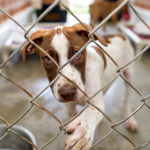 Demande de capture d'animaux en divagation
