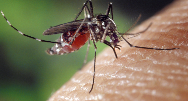 Stop à la dengue : agissons maintenant !