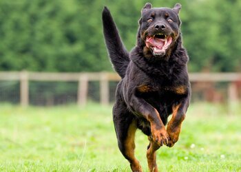 Détention de chiens dangereux
