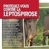 Qu'est-ce que la leptospirose ?