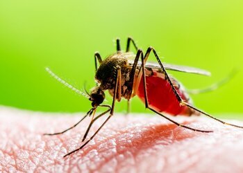 Épidémie de dengue, adoptons les bons gestes 