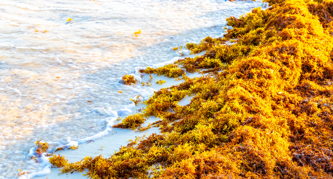 Risque d'échouage de sargasses : appel à la vigilance