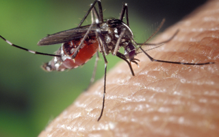 Stop à la dengue : agissons maintenant !