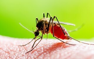 Épidémie de dengue, adoptons les bons gestes 