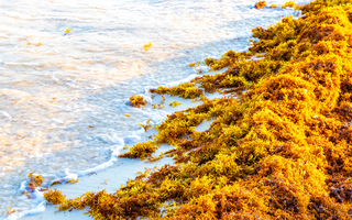 Risque d'échouage de sargasses : appel à la vigilance