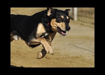 Détention de chiens dangereux