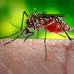 Lutte contre le virus du Zika