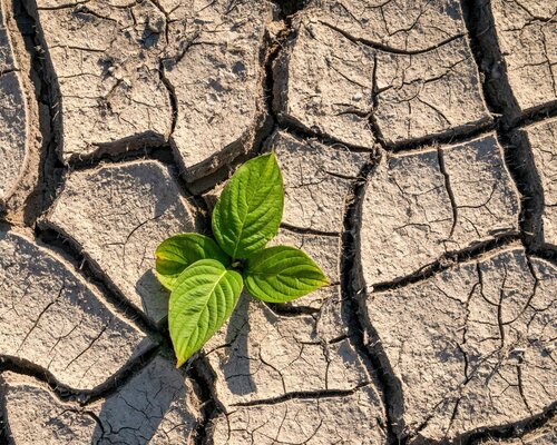 Transition écologique « Green Team 